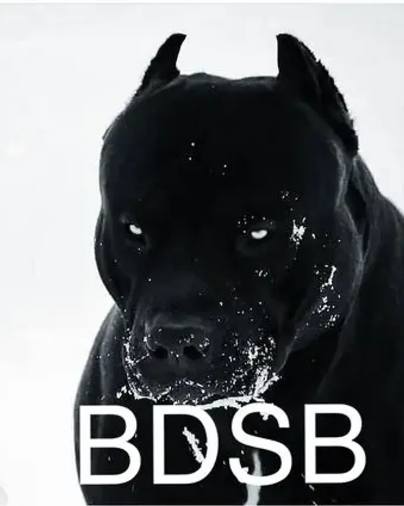 Bet Bo