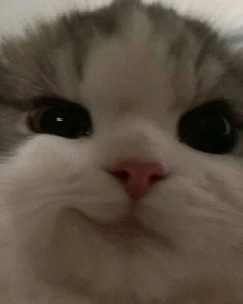 Butterfry
