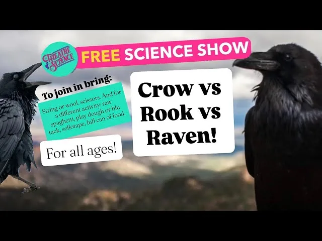 Raven, Rook, &amp; Crow
