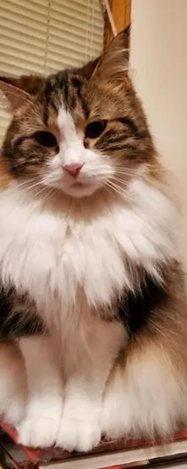 Cat OnlyFans photo 1