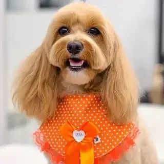 MALTIPOO