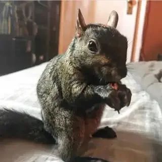 Peanut